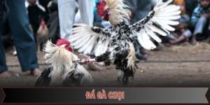 Đá gà chọi