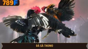 Đá gà Thomo